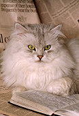 CAT 01 RK0445 03
Head Shot Of Persian Shaded Silver Laying On Newspaper By Book