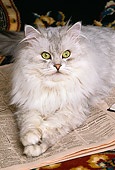 CAT 01 RK0446 05
Shaded Silver Persian Laying On Newspaper