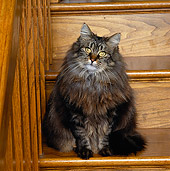 CAT 01 RK0466 06
Tabby Longhair Cat Sitting On Wooden Steps
