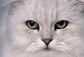 CAT 01 RK0476 03
Close Up Face Shot Of Shaded Silver Persian Cat