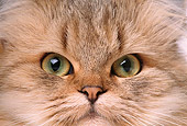CAT 01 RK0479 03
Close Up Face Shot Of Persian Tabby Cat