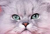 CAT 01 RK0483 07
Close Up Head Shot Of Face Persian Shaded Silver