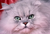 CAT 01 RK0483 12
Close Up Head Shot Of Face Persian Shaded Silver