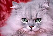 CAT 01 RK0483 20
Close Up Head Shot Of Face Persian Shaded Silver