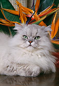 CAT 01 RK0484 04
Head Shot Of Persian Shaded Silver Laying By Orange Flowers
