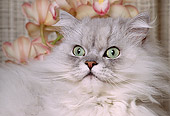 CAT 01 RK0485 16
Head Shot Of Persian Shaded Silver Laying By Flowers