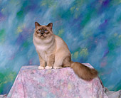CAT 01 RK0513 02
Birman Blue Point Sitting Studio