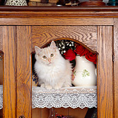 CAT 01 RS0004 01
Cream Tabby Cat Sitting In China Cabinet
