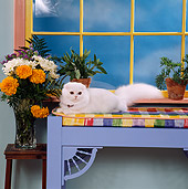 CAT 01 RS0016 11
White Scottish Fold On Bench By Window Plants And Flowers