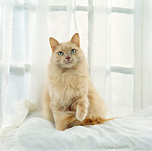 CAT 01 RS0035 03
Portrait Of Beige Cat Sitting By Window