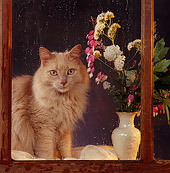 CAT 01 RS0054 02
Portrait Of Orange Cat Sitting By Rainy Window