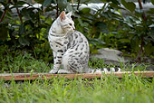 CAT 02 AB0002 01
Bengal Cat Sitting On Wooden Board In Grass