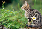 CAT 02 AB0005 01
Portrait Of Wildcat Resting In Woods