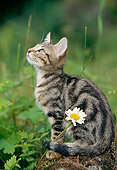 CAT 02 AB0006 01
Portrait Of Wildcat Sitting In Woods