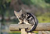 CAT 02 AB0007 01
Portrait Of Wildcat Sitting On Wooden Fence