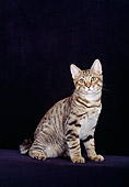 CAT 02 CH0001 01
American Bobtail Brown Tabby Cat Sitting In Studio