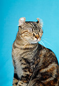 CAT 02 CH0003 01
American Bobtail Brown Torbie Sitting In Studio