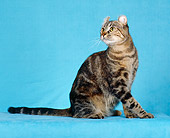 CAT 02 CH0004 01
American Curl Brown Torbie Sitting In Studio