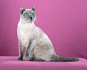 CAT 02 CH0005 01
American Curl Blue Tortie Point Sitting In Studio