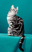 CAT 02 CH0006 01
American Curl Shorthair Tabby Sitting In Studio