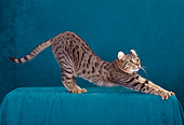 CAT 02 CH0007 01
American Curl Shorthair Brown Mackeral Tabby Stretching In Studio