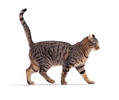 CAT 02 CH0008 01
American Curl Shorthair Brown Mackeral Tabby Walking On White Seamless