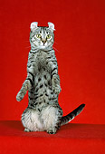 CAT 02 CH0009 01
American Curl Shorthair Tabby Standing On Hind Legs In Studio