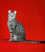 CAT 02 CH0010 01
American Curl Shorthair Tabby Sitting In Studio