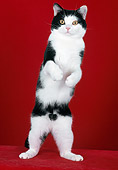 CAT 02 CH0011 01
Black And White American Shorthair Standing On Hind Legs In Studio