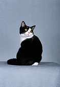 CAT 02 CH0012 01
Black And White American Shorthair Sitting In Studio