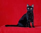 CAT 02 CH0013 01
Black American Shorthair Sitting In Studio