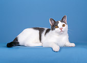 CAT 02 CH0014 01
Blue And White American Shorthair Laying In Studio