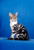 CAT 02 CH0015 01
Classic Blue American Shorthair Tabby Sitting In Studio