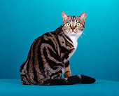 CAT 02 CH0016 01
Classic Brown And White American Shorthair Tabby Sitting In Studio