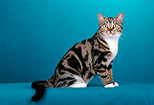 CAT 02 CH0017 01
Classic Brown And White American Shorthair Tabby Sitting In Studio