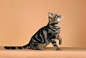 CAT 02 CH0018 01
Classic Brown And White American Shorthair Tabby Sitting In Studio