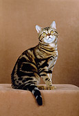 CAT 02 CH0019 01
Classic Brown And White American Shorthair Tabby Sitting In Studio