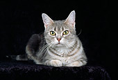 CAT 02 CH0021 01
Blue And White American Shorthair Tabby Laying In Studio