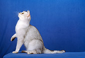 CAT 02 CH0024 01
Shaded Silver American Shorthair Sitting In Studio