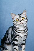 CAT 02 CH0025 01
Silver Classic American Shorthair Tabby Sitting In Studio