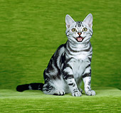 CAT 02 CH0026 01
Silver Classic American Shorthair Tabby Sitting In Studio