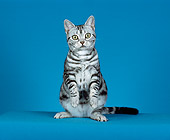 CAT 02 CH0029 01
Silver American Shorthair Tabby Sitting In Studio