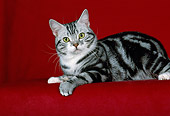 CAT 02 CH0030 01
Silver American Shorthair Tabby Laying In Studio