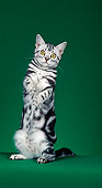 CAT 02 CH0032 01
American Shorthair Tabby Standing On Hind Legs In Studio