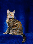 CAT 02 CH0033 01
American Shorthair Tabby Sitting In Studio