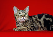 CAT 02 CH0035 01
Close-Up Of American Shorthair Tabby Laying In Studio