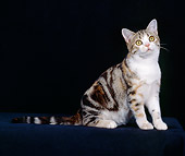 CAT 02 CH0036 01
American Shorthair Tabby Sitting In Studio