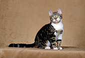 CAT 02 CH0038 01
American Shorthair Tabby Sitting In Studio