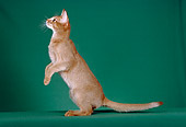 CAT 02 CH0039 01
Red Abyssinian Sitting Upright In Green Studio