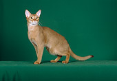 CAT 02 CH0044 01
Ruddy Abyssinian Sitting In Green Studio